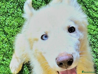 Husky Siberiano perros - Anuncio 3
