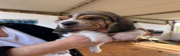 Basset Hound perros en venta: Basset Hound  - Anuncio 2