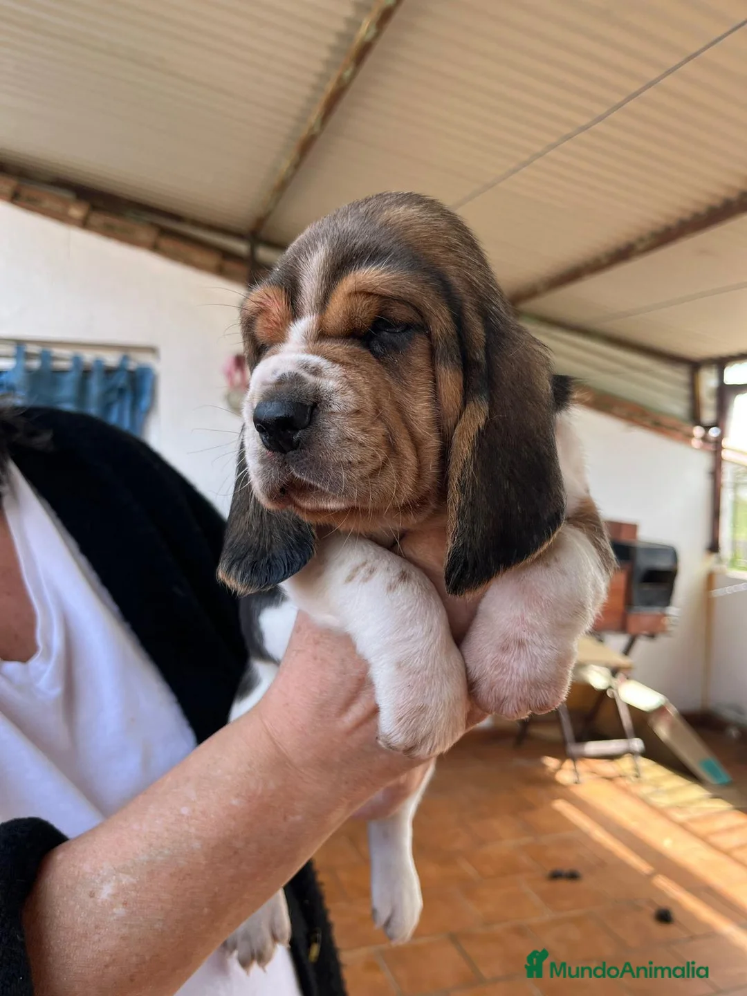 Basset Hound perros en venta: Basset Hound  - Anuncio 2