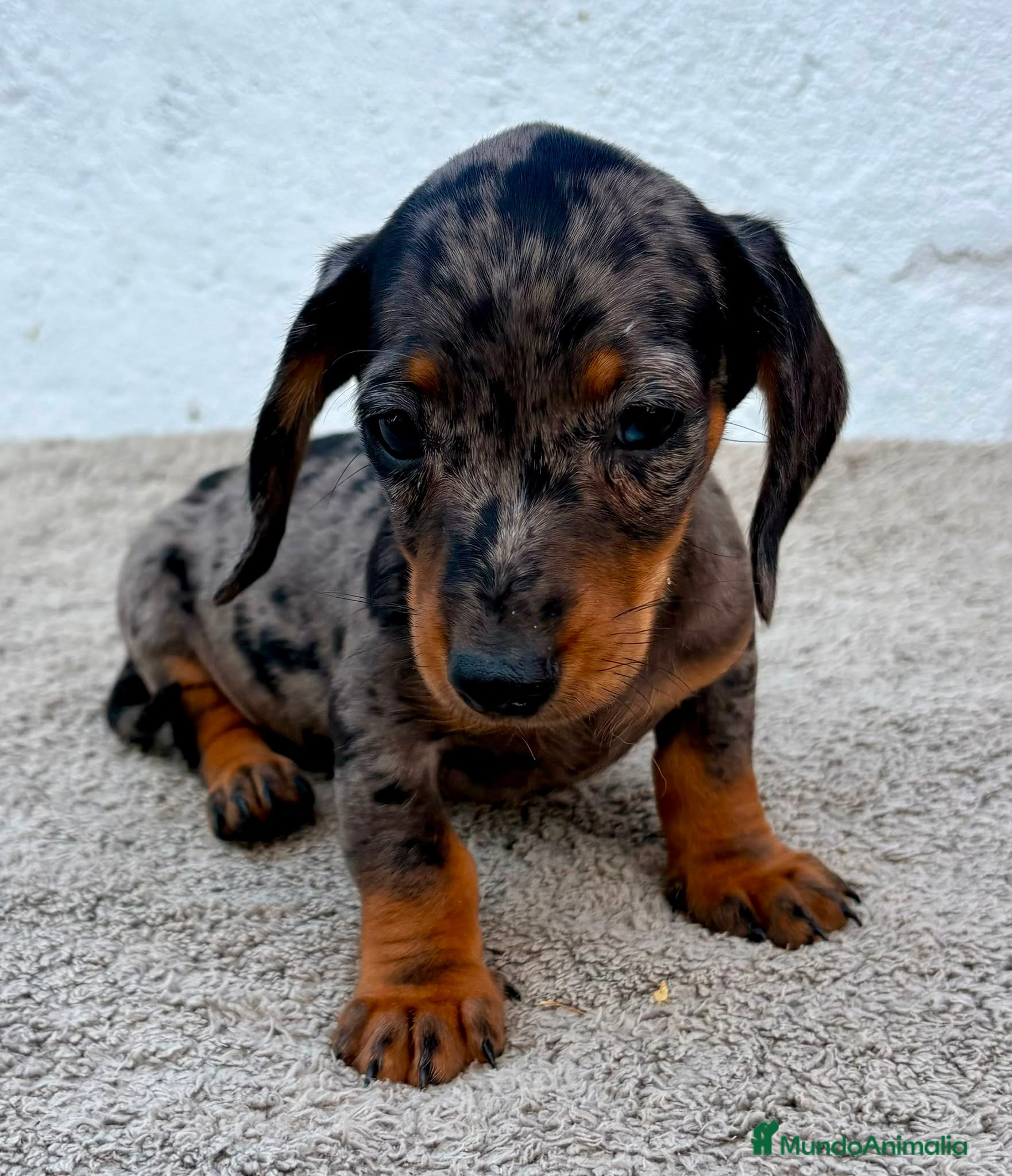 Teckel Miniatura perros Teckel kaninchen Arlequín  - Anuncio 2