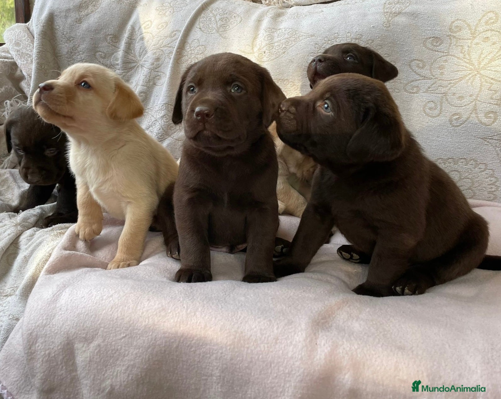Labrador Retriever perros CACHORROS DE LABRADOR  - Anuncio 1