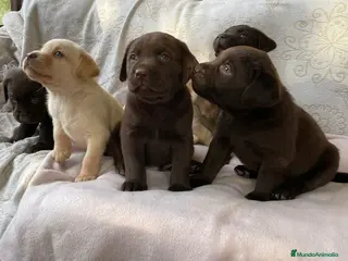 Labrador Retriever perros CACHORROS DE LABRADOR - Anuncio 26