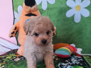 Caniche Enano perros en venta: Cachorros Caniche Enanos - Anuncio 2