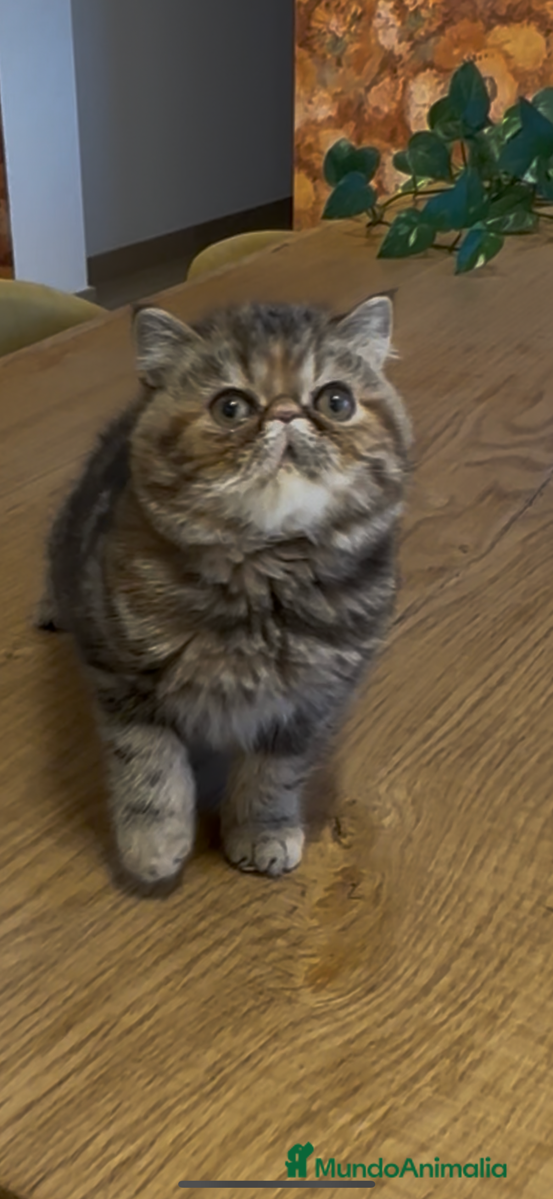 Exótico de Pelo Corto gatos en venta: Hembra Exótica  - Anuncio 2