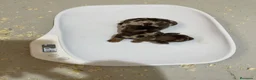 Teckel perros en venta: Cachorros Teckel miniatura Y kaninchen  - Anuncio 5