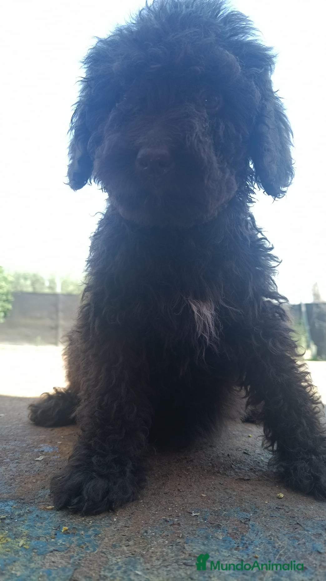 Perro de Agua Español perros Espectaculares perros de agua🐾🐶 - Anuncio 1