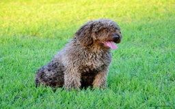 Perro de Agua Español perros en venta: Cachorros perro de agua español - Imagen 20
