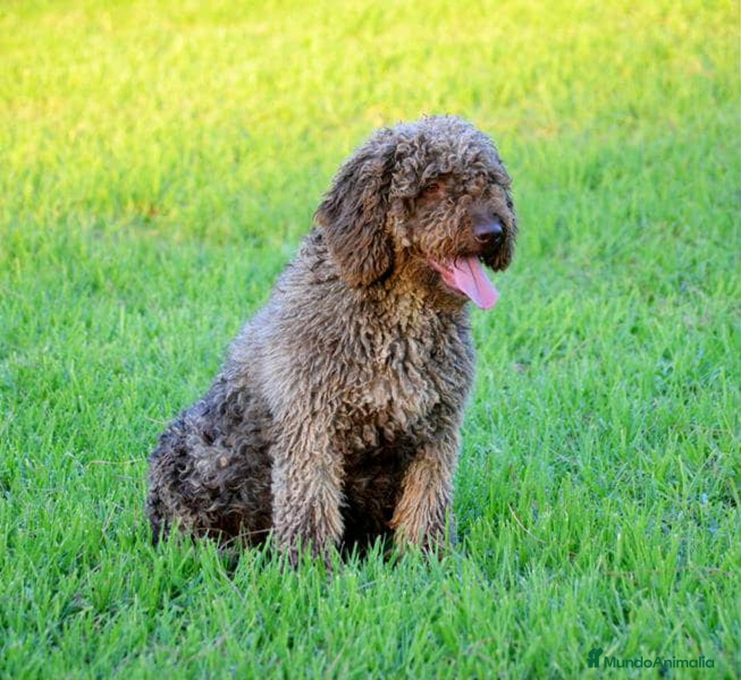 Perro de Agua Español perros en venta: Cachorros perro de agua español - Imagen 20