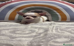 Chihuahua perros en venta: Exclusivos chihuahuas rusos - Imagen 8