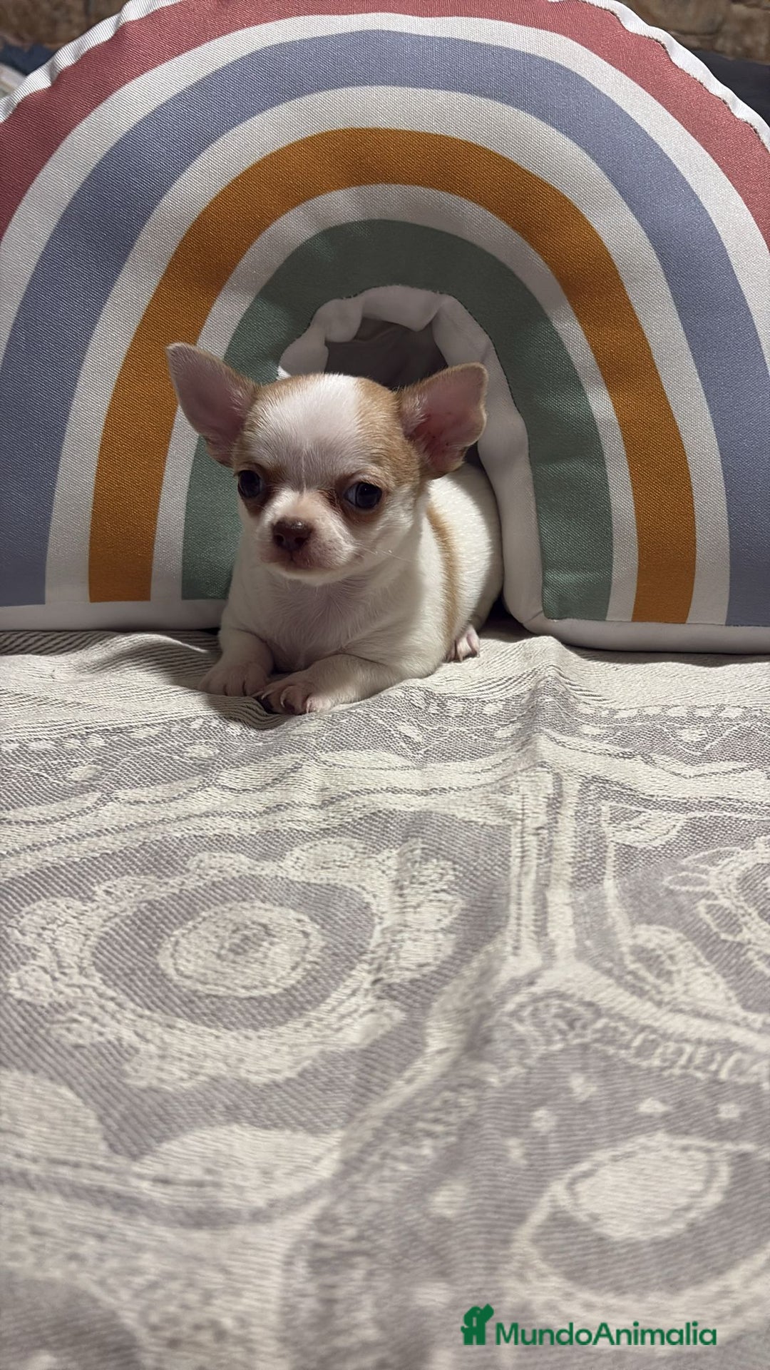 Chihuahua perros en venta: Exclusivos chihuahuas rusos - Imagen 8