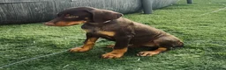 Dobermann perros en venta: Preciosos dobermans chocolate - Anuncio 4