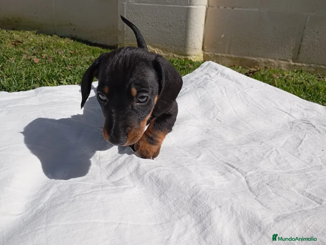 Teckel Miniatura perros en venta: Teckel Negro Fuego  - Anuncio 4