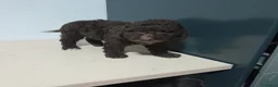 Perro de Agua Español perros en venta: PERRO DE AGUA - Anuncio 16