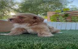 Caniche Toy perros en venta: CANICHE TOY MACHO - Imagen 11