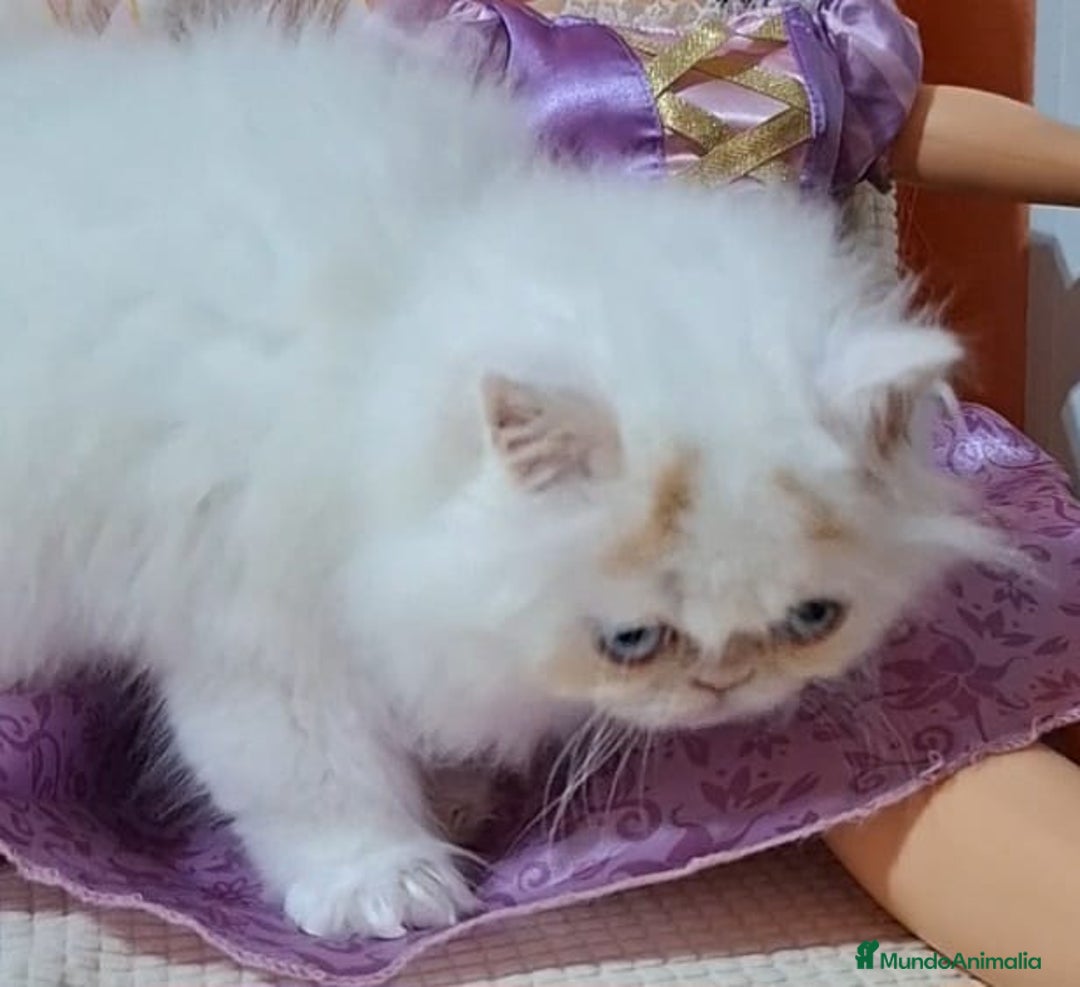 Persa gatos en venta: Precioso Gato Persa  - Anuncio 10
