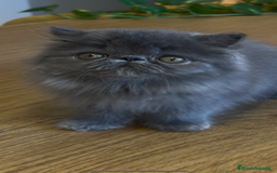 Persa gatos en venta: Persa Macho Azul - Imagen 4