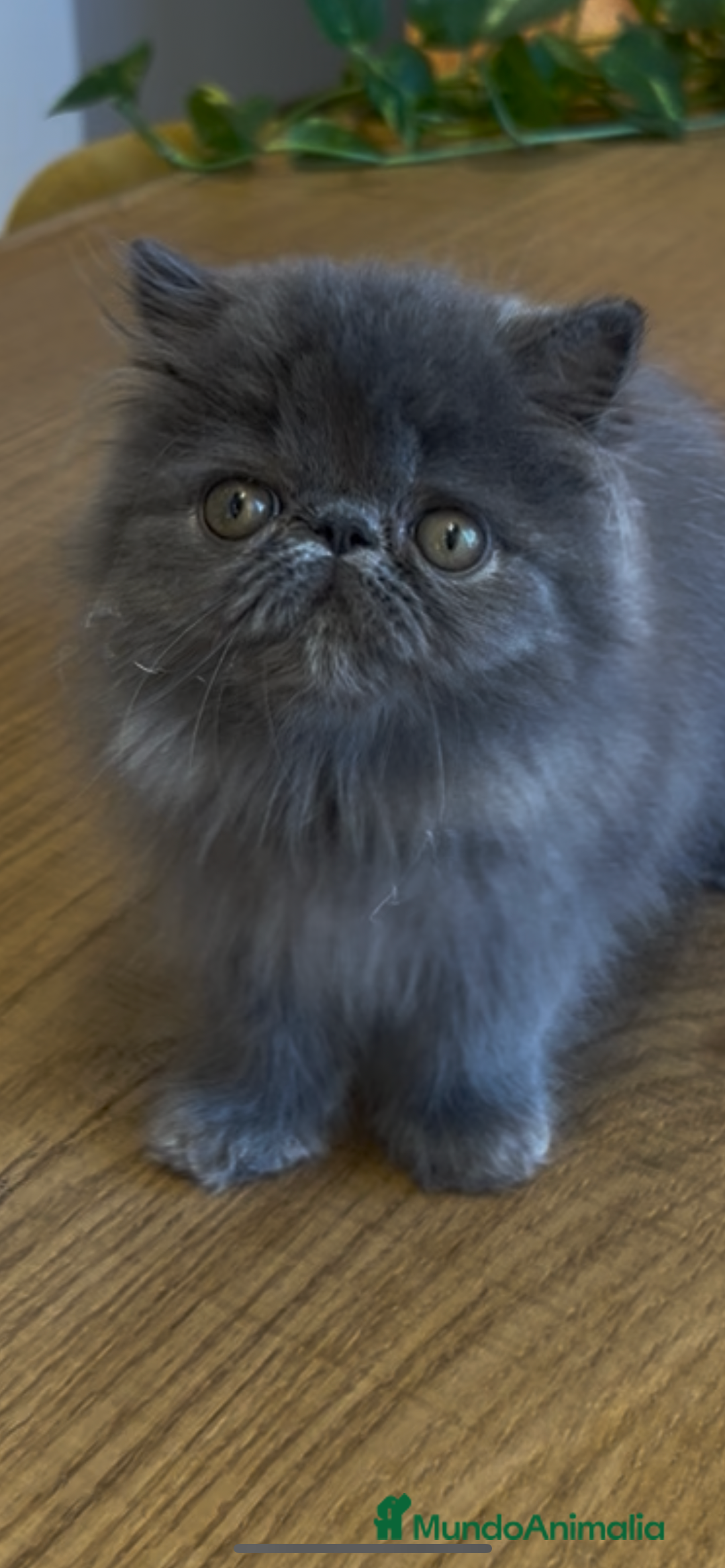 Persa gatos en venta: Persa Macho Azul - Imagen 4