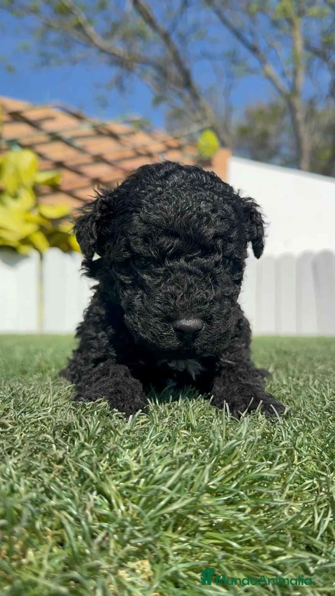 Perro de Agua Español perros en venta: PERRO DE AGUA ESPAÑOL - Anuncio 2