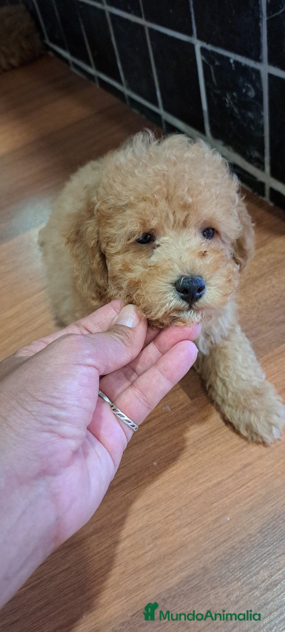Caniche Toy perros en venta: Último Cachorro de Caniche Toy - Imagen 2