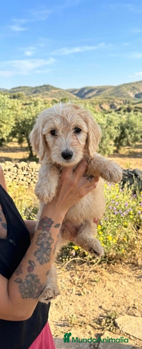 Goldendoodle perros Goldendoodle f1 - Anuncio 1