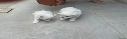 Bichón Maltés perros en venta: Bichon maltés  - Anuncio 11