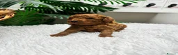 Caniche Toy perros en venta: CANICHE ROJO MACHO - Anuncio 13