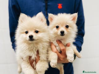 Pomerania perros Cachorros Pomerania ¡700€ PRECIO REAL! - Anuncio 7