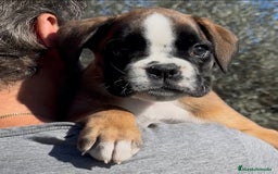 Boxer perros en venta: Magníficas cachorras BOXER, excelente genealogía - Imagen 5