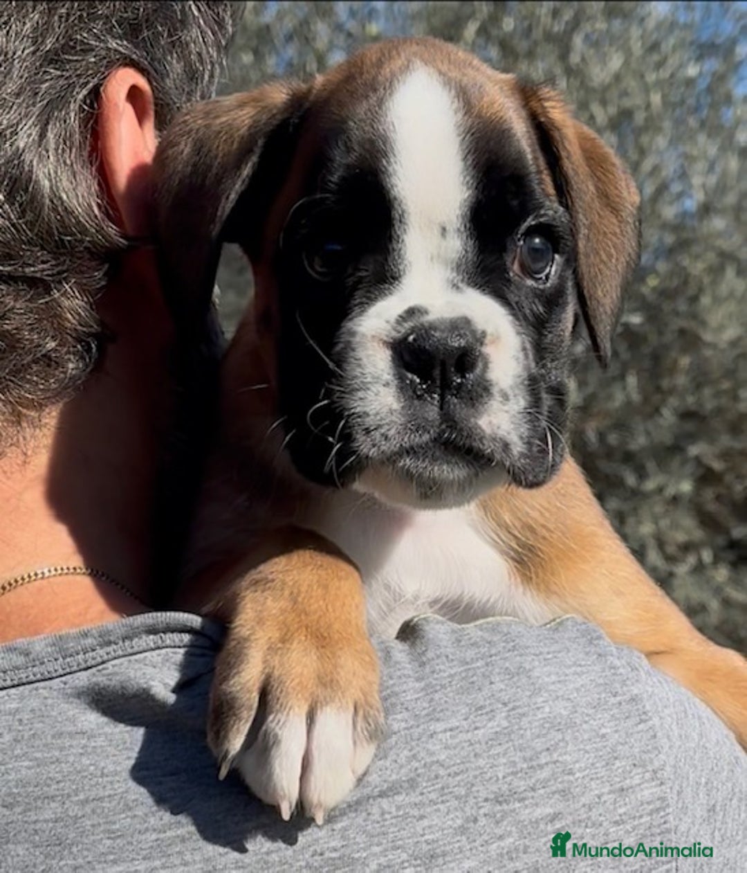 Boxer perros en venta: Magníficas cachorras BOXER, excelente genealogía - Imagen 5