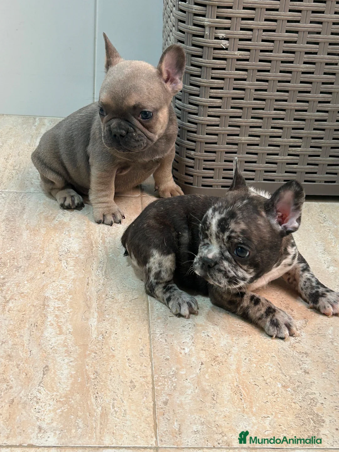 Bulldog Francés perros en venta: Cachorros bulldog  - Anuncio 5