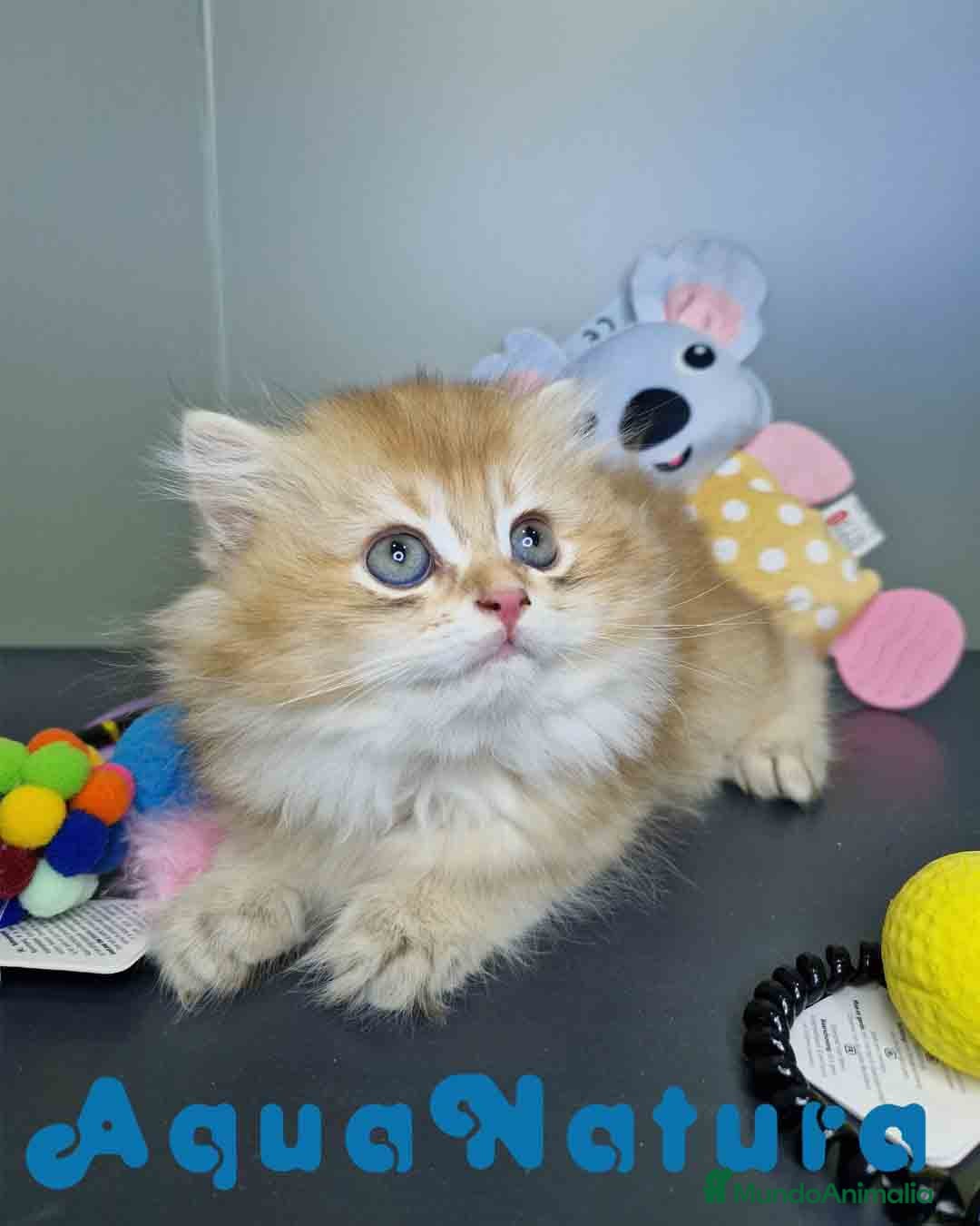 Británico de Pelo Largo gatos en venta:  British Longhair Macho 4517 AQUANATURA - Imagen 5