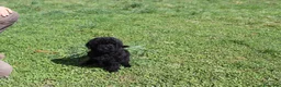 Caniche Enano perros en venta: Caniche negro macho - Anuncio 3