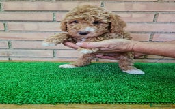 Caniche Toy perros en venta: Caniche   - Imagen 6