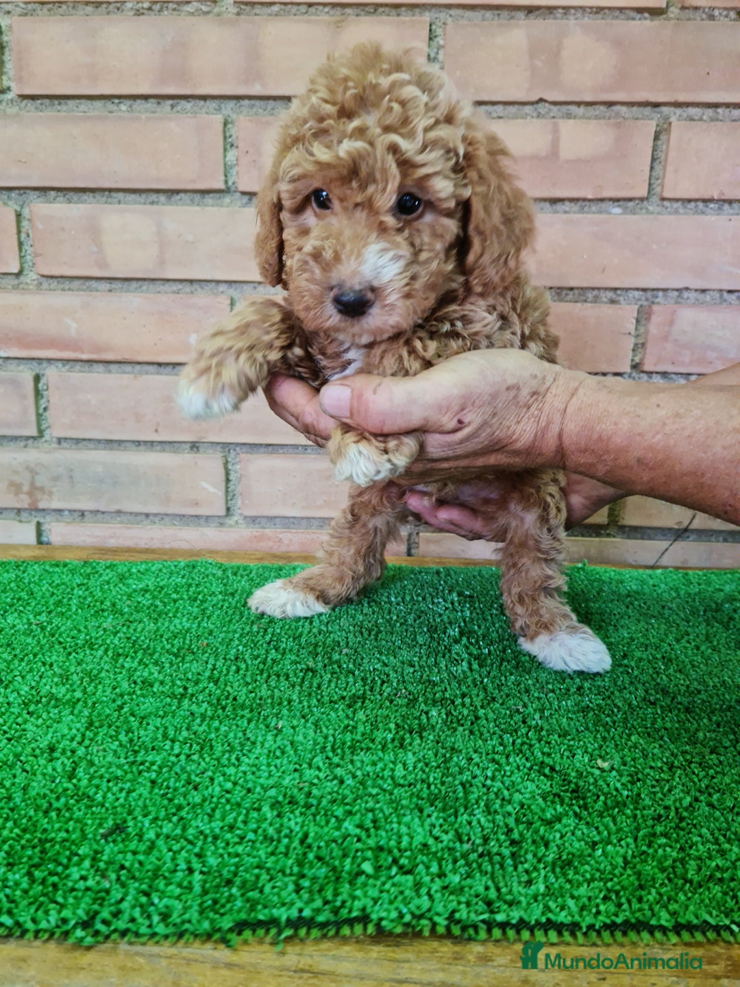 Caniche Toy perros en venta: Caniche   - Imagen 6