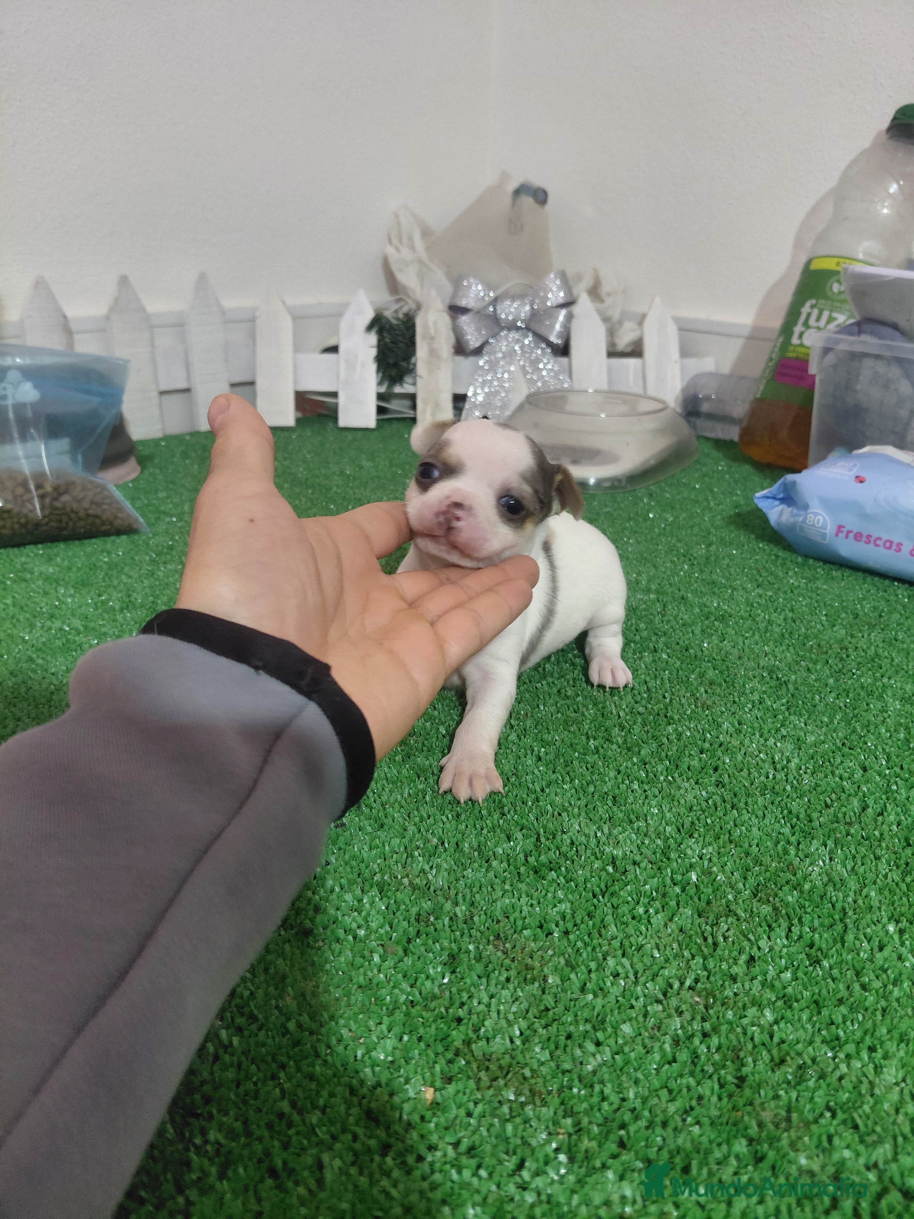 Chihuahua perros Chihuahua linea rusa - Anuncio 1