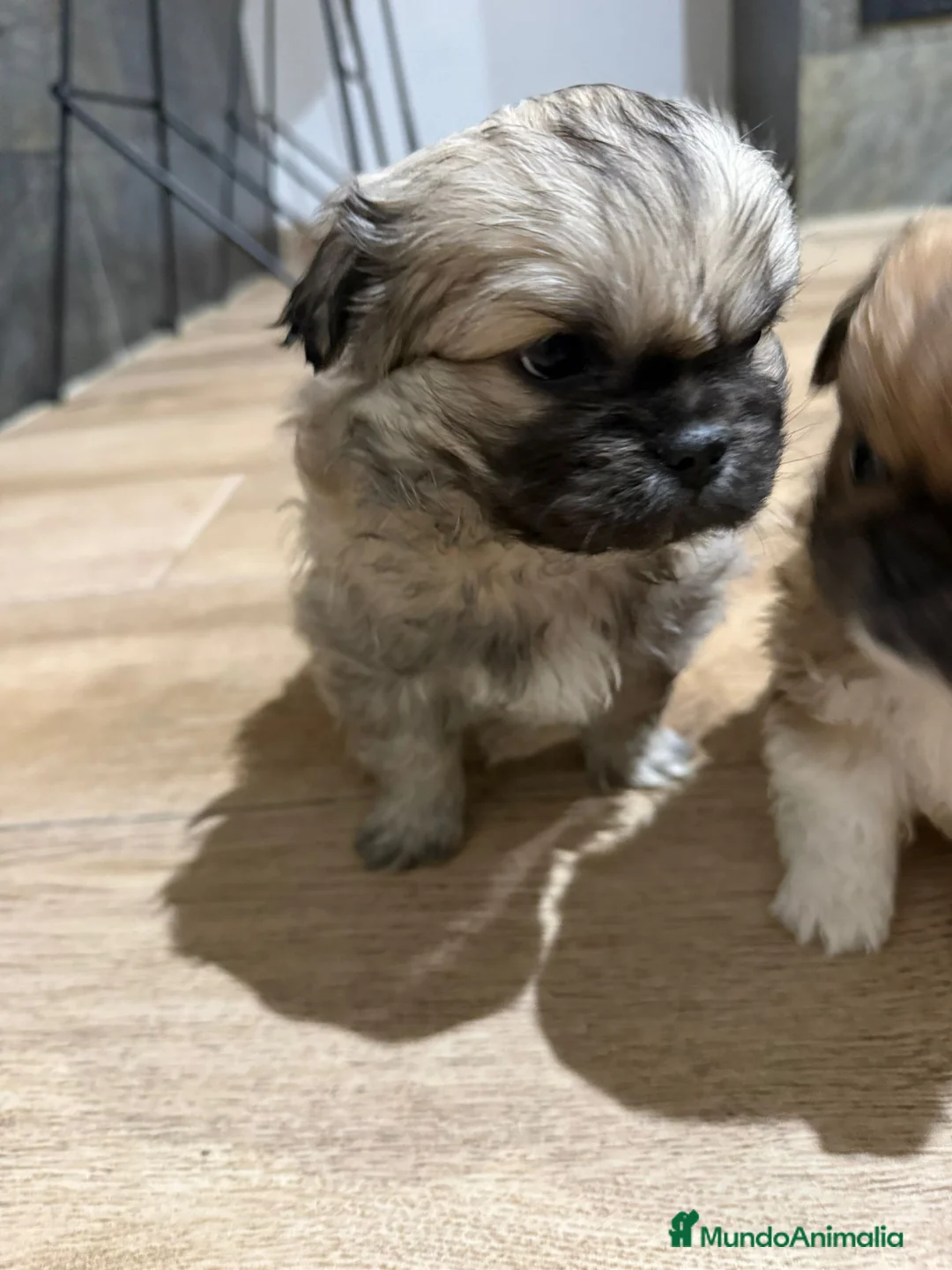 Pekinés perros en venta: Preciosos Pekines disponibles para entregar - Anuncio 4