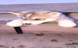 Husky Siberiano perros en venta: cachorros de husky siberiano - Imagen 20
