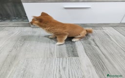 Shiba Inu perros en venta: SHIBA INU - Imagen 4