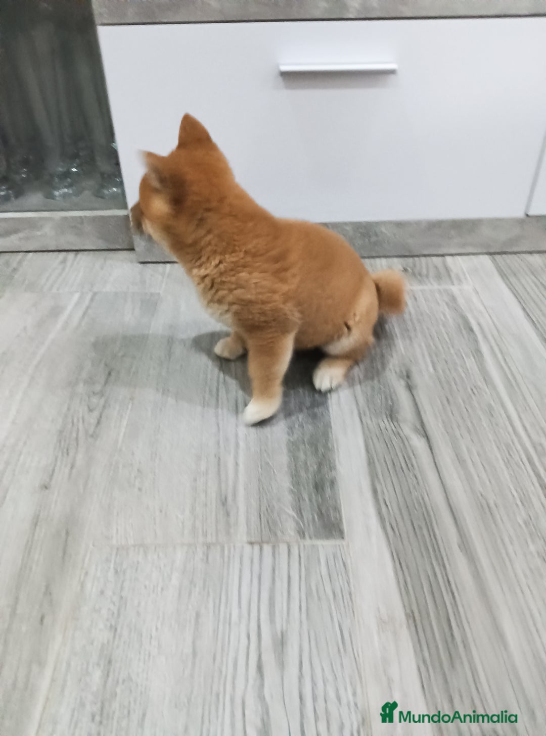 Shiba Inu perros en venta: SHIBA INU - Imagen 4