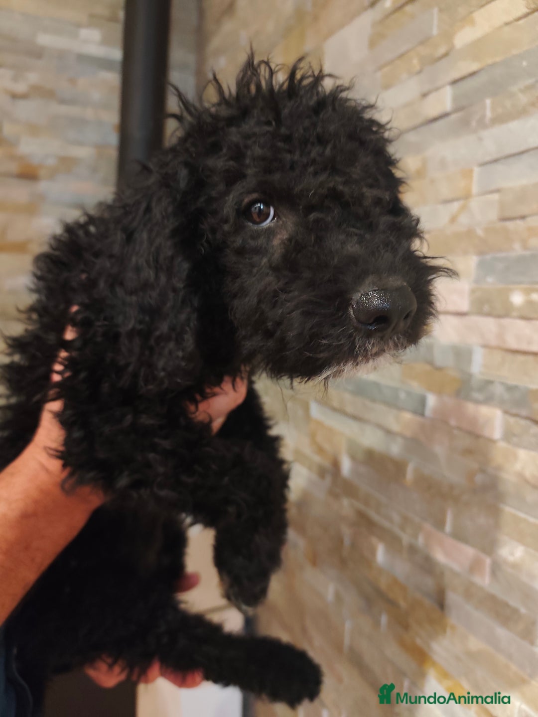 Perro de Agua Español perros en venta: Ultimo macho de la camada - Imagen 7