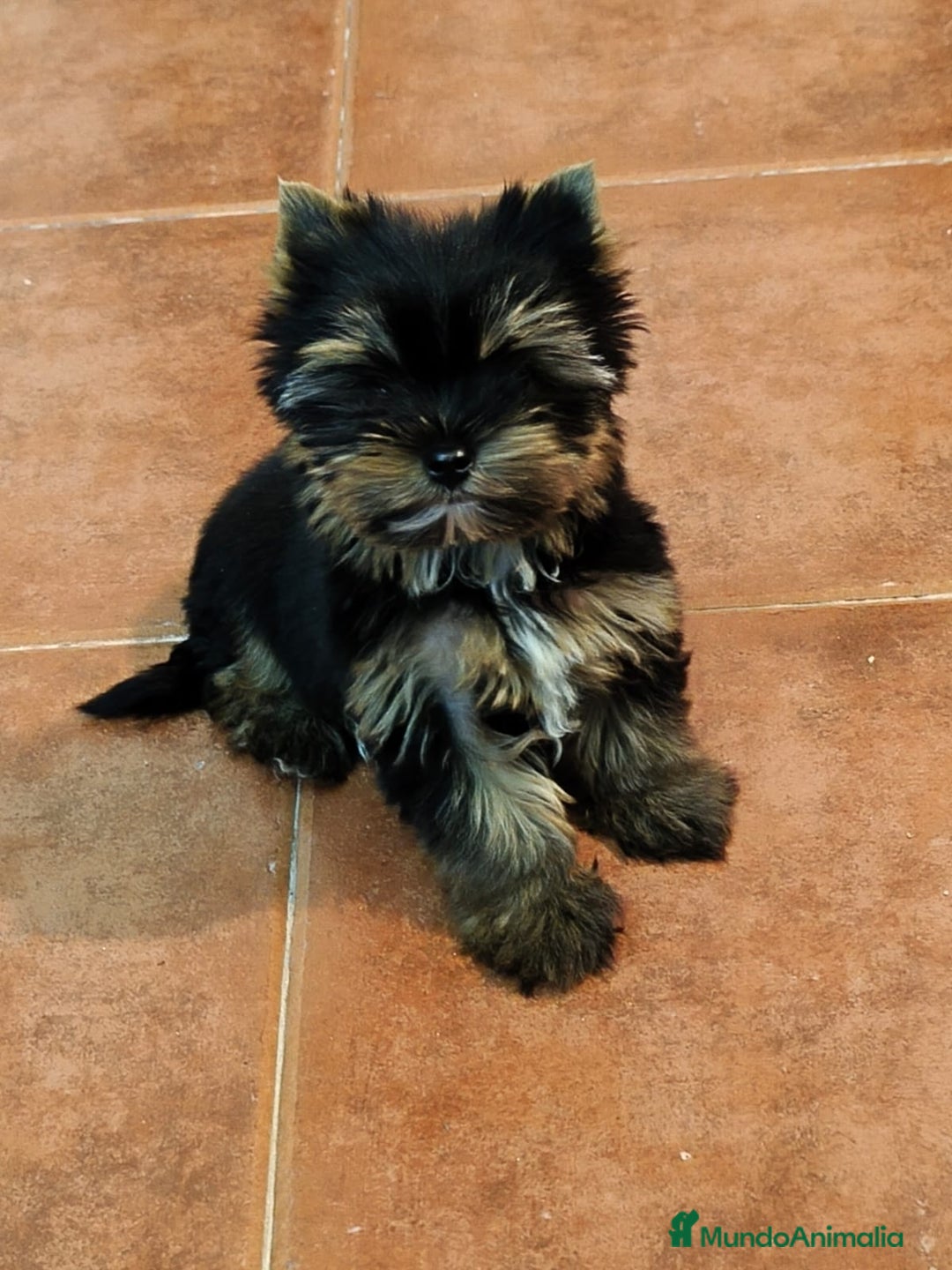 Yorkshire Terrier perros en venta: YORKSHIRE MINIATURA  - Anuncio 2