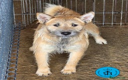 Raza Mixta perros en adopcion: Cruce de Shibainu con Schnauzer - Imagen 7