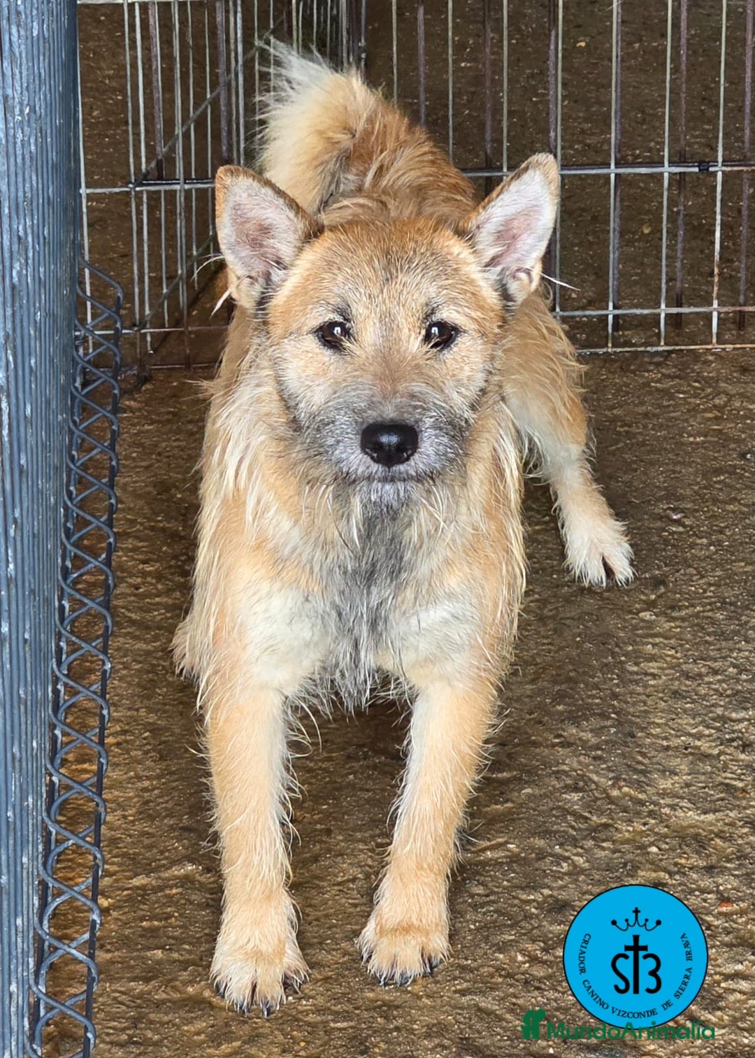 Raza Mixta perros en adopcion: Cruce de Shibainu con Schnauzer - Imagen 7