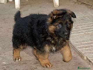 Pastor Alemán perros Macho pelo largo, TOP en Burgos - Anuncio 2