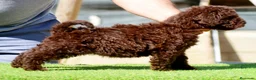 Perro de Agua Español perros en venta: CAMADA PERRO DE AGUA ESPAÑOL - Anuncio 16