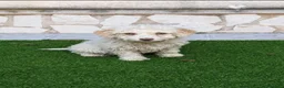 Perro de Agua Español perros en venta: Perro de Agua Hembrita - Anuncio 4