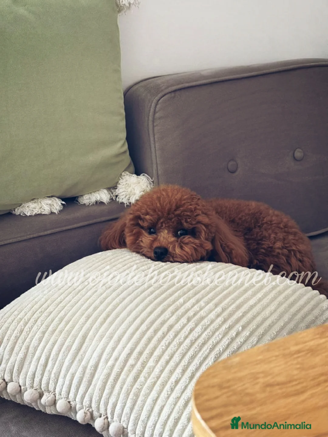 Caniche Toy perros en venta: Precioso 💖 caniche toy rojo asiatico 50% - Anuncio 7