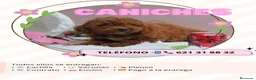Caniche Enano perros en venta: Camadas de caniches enanos 🐩 - Anuncio 1