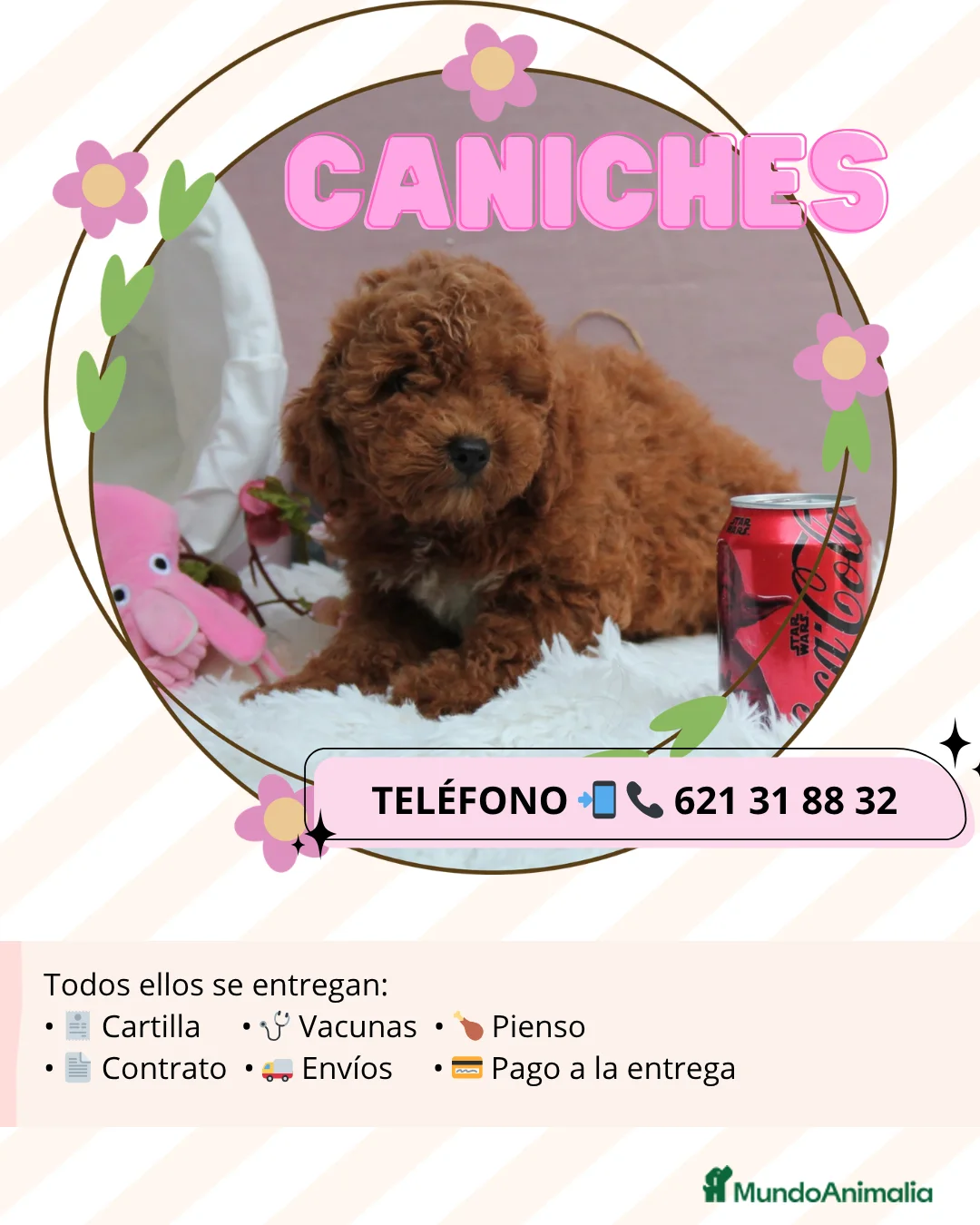 Caniche Enano perros en venta: Camadas de caniches enanos 🐩 - Anuncio 1