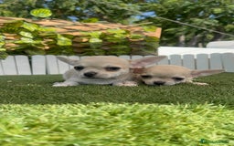 Chihuahua perros en venta: CHIHUAHUA MACHO - Imagen 19